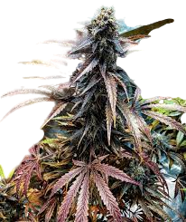 Bubba Noyes Kush